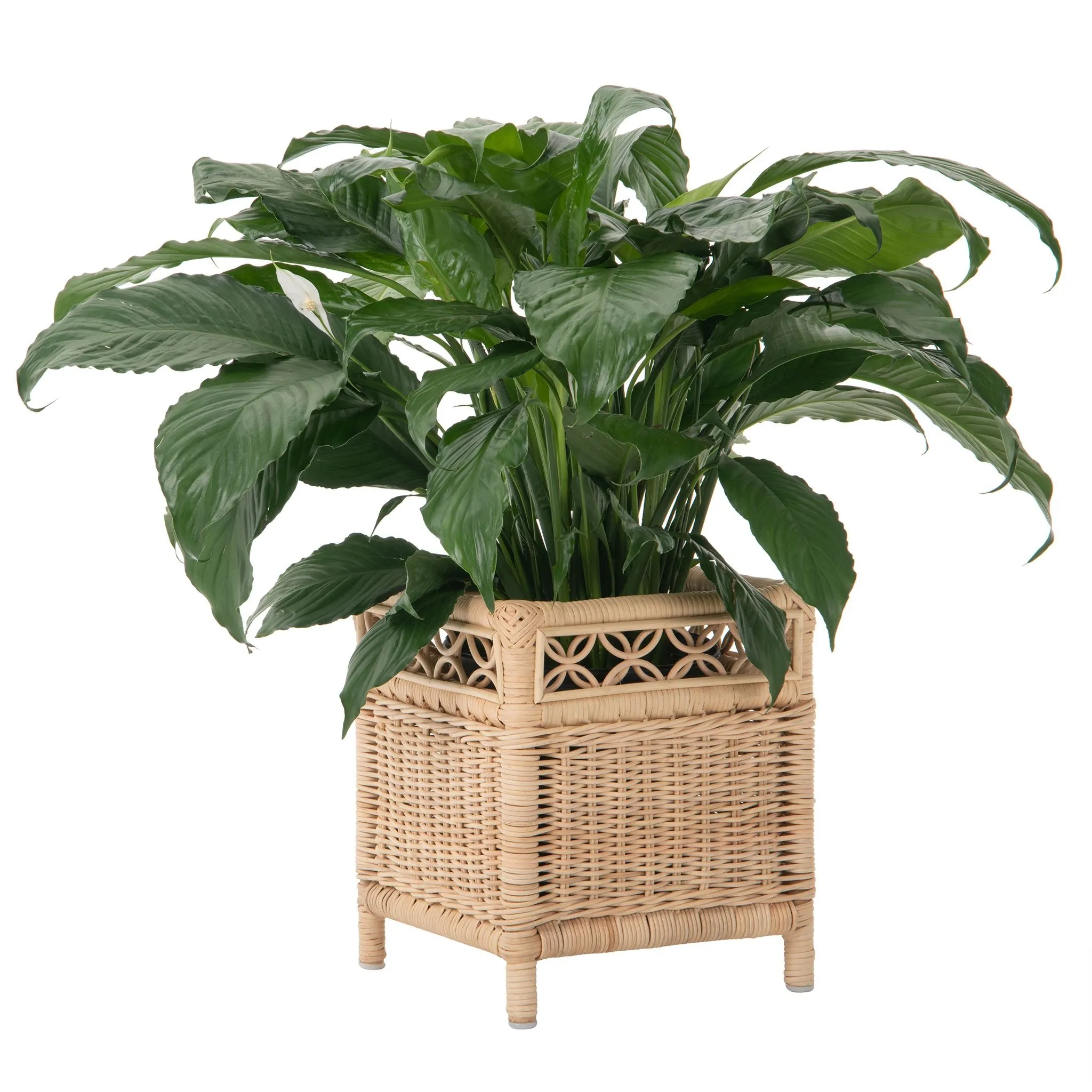 Square Rattan Planter Stand - for Indoor Plants