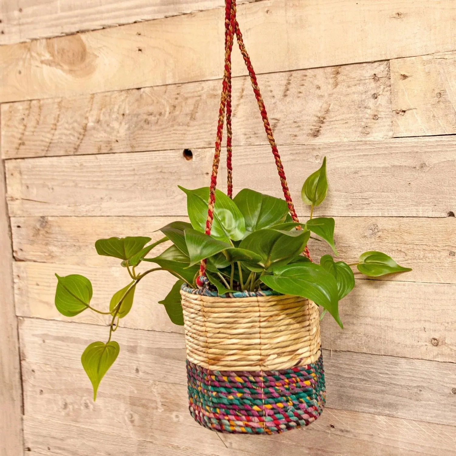 Wildlife World 15cm Medium Cylindrical Artisan Hanging Plant Basket (Assorted Colours)