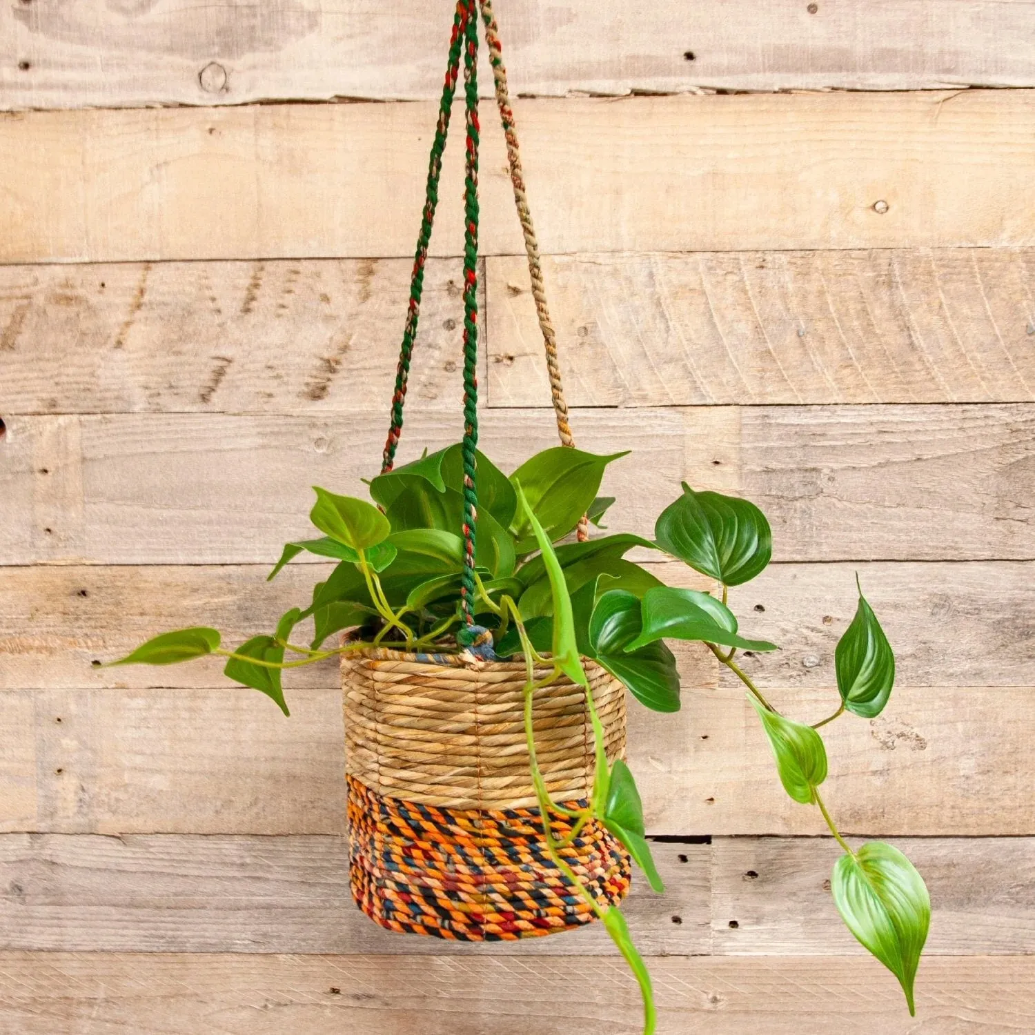 Wildlife World 15cm Medium Cylindrical Artisan Hanging Plant Basket (Assorted Colours)